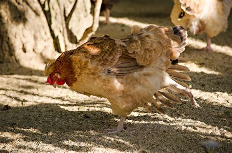 Das Altsteirer Huhn Infos Tipps Zu Den Altsteirern