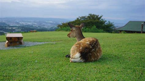 Wanderplans Nara