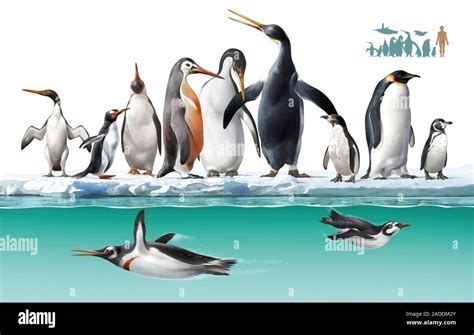 Extinct And Living Penguin Comparison Illustration Comparing The