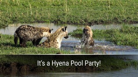 It S A Hyena Pool Party WildEarth