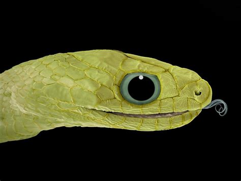 Snake Head Sem Photograph By Steve Gschmeissner Fine Art America