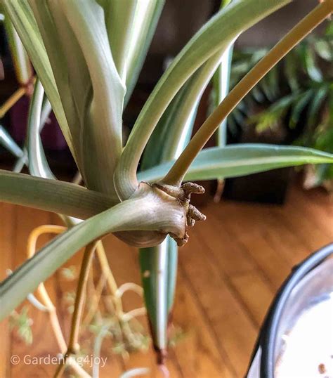The complete guide to caring for spider plants - Gardening4Joy