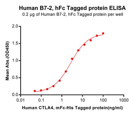 Human B7 2 Protein hFc Tag 专注肿瘤免疫