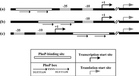 Representation Of Phop Regulated Promoters Three Classes Of