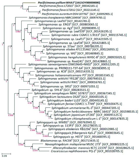 Phylogenomic Tree Showing Relationships Between Strain WHA3 T And The