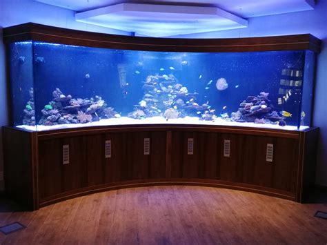 Custom Fish Tanks Aquariums We Build And Maintain Fish Tanks