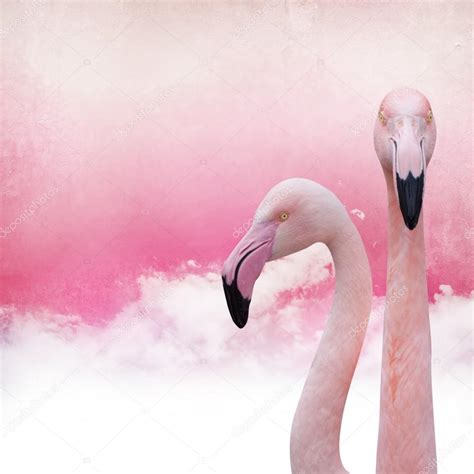 Background Pink Flamingo Picture Pink Flamingo Background Stock