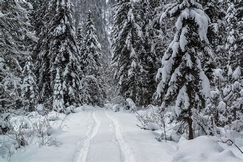 Winter journey to the Altai mountains