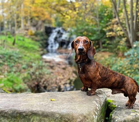 Brindle Dachshund: Everything About The Breed And Its Colors