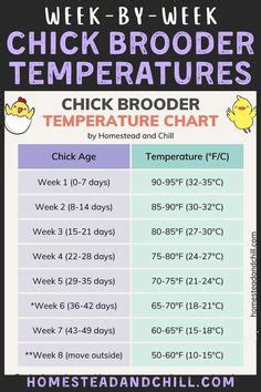 How To Set Up A Chick Brooder Temperature Chart And Supplies In 2024