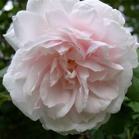 Madame Alfred Carrière | Roses' Name