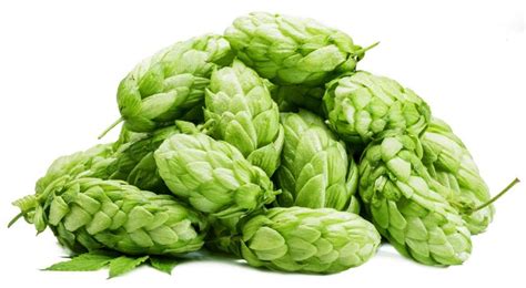 Craft Brewers, Quality Hops | Crosby Hop Farm