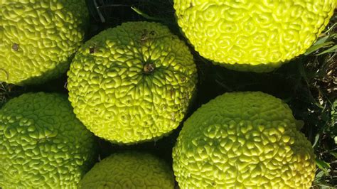 What Is It Good For? The Osage Orange Maclura pomifera