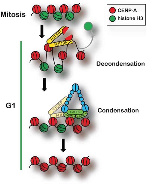 HJURP Interaction With The Condensin II Complex During G1 Promotes CENP