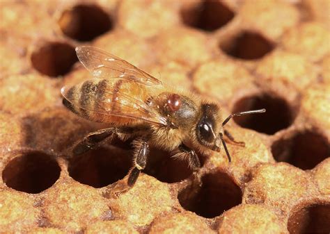 Managing Varroa Mites In Honey Bee Colonies Mississippi State University Extension Service