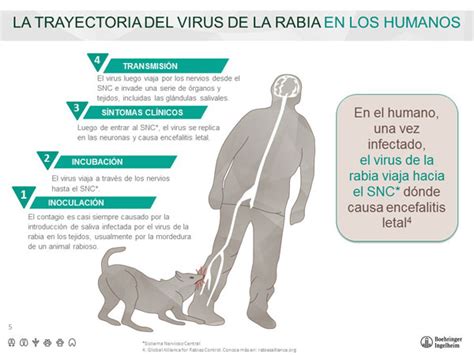 27 De Septiembre Día Mundial De La Rabia