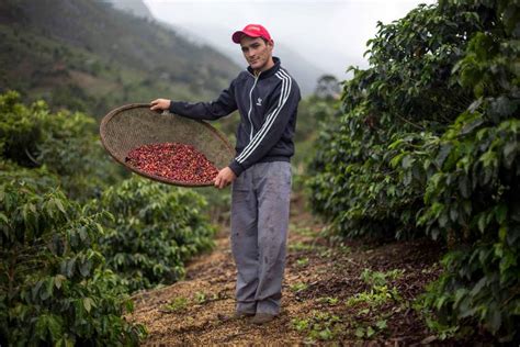 Pequenos produtores investem em café especial 04 12 2017 Mercado