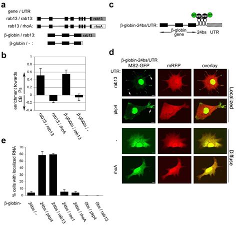 Genome Wide Screen Reveals Apc Associated Rnas Enriched In Cell