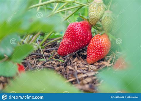 Fresas Naturales Org Nicas Con Las Hojas Verdes Que Brotan En Un Jard