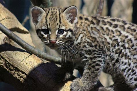 Baby Ocelot Practices Prowling - ZooBorns