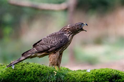 220+ Juvenile Northern Goshawk Stock Photos, Pictures & Royalty-Free ...