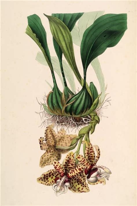 An Antique Print Of Flowers And Leaves