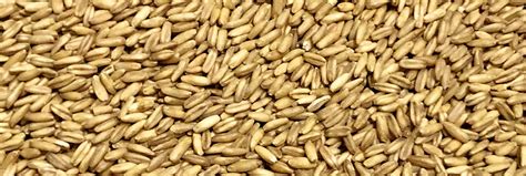 What Are Malted Naked Oats The Swaen