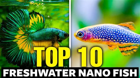 Top Freshwater Nano Fish Youtube