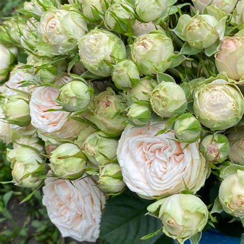 Роза Галина (Galina) - Московский ОАЗИС