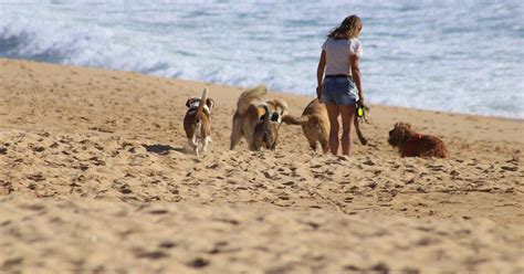 Hond Bang Voor Andere Honden Oorzaken Aanpak