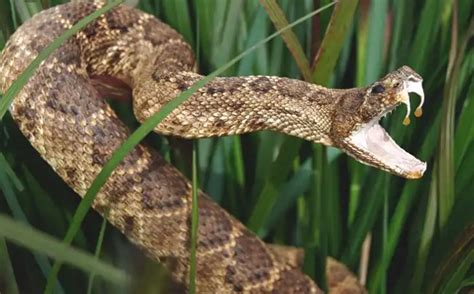 How To Tell If A Snake Is Venomous Vs Non Venomous Photos Science