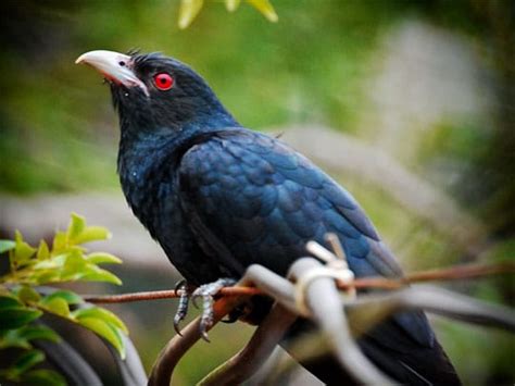 The Asian Koel A Very Annoying Bird On Koh Chang