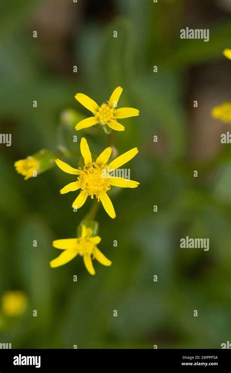 Broadleaf Arnica Mountain Arnica Wildflowers Blooming Along A Hiking