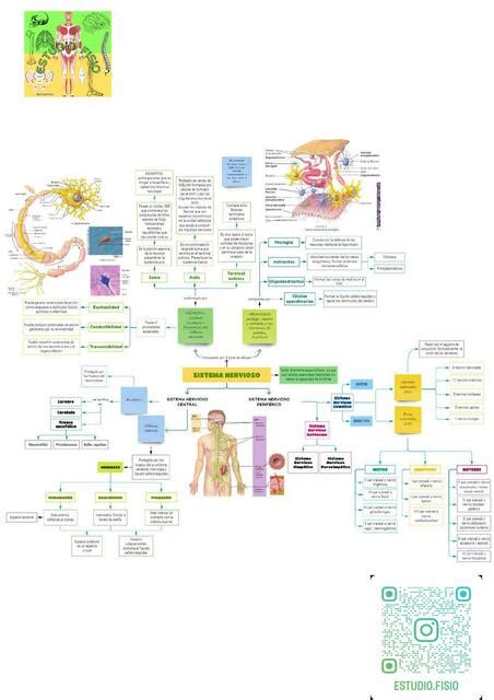 Organizador Gr Fico Sistema Nervioso Generalidades Estudiofisio Udocz