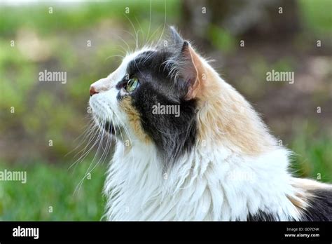 Beautiful Calico Cat Playing Outside Stock Photo Alamy