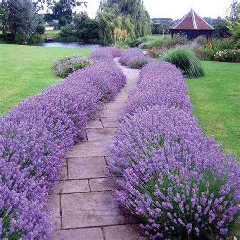 'Hidcote' Lavender | Perennials | Great Garden Plants