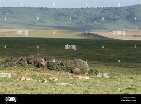 African Lion Pride Resting In The Ngorongoro Crater Tanzania Stock