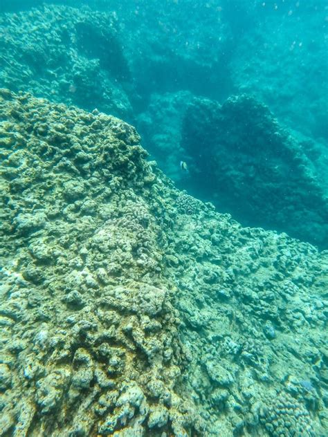 Sharks Cove Snorkeling In Oahu Hawaii North Shore Stock Image Image