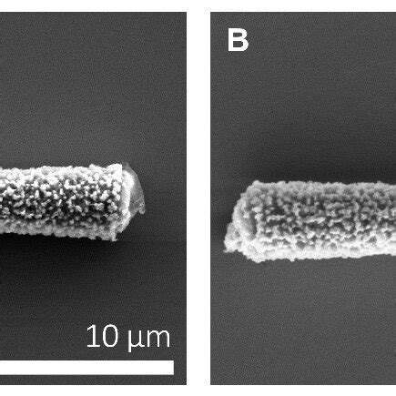 Figure S2 High Resolution FESEM Images Of A MnO 2 Micromotor A Before