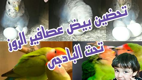 تحضين بيض عصافير الروز تحت عصافير البادجى🐣🐣🐣🐣🐣 Youtube