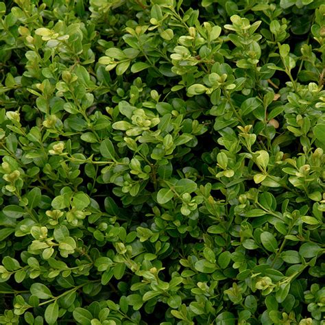 Buxus Microphylla Var Japonica Green Beauty Alvarez Nursery