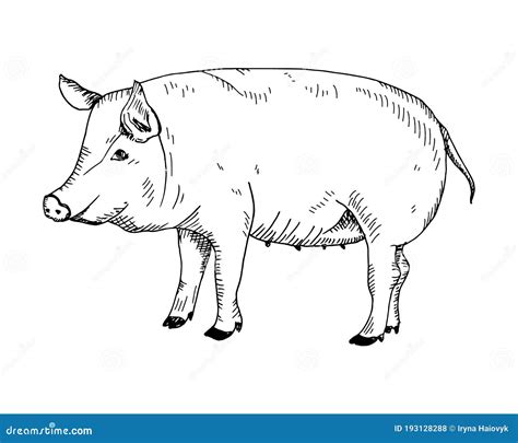 Hand Drawn Pig Vector Stock Illustration Illustration Of Farm 193128288