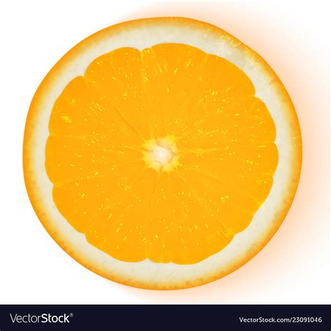 Orange fruit isolated on white background Vector Image