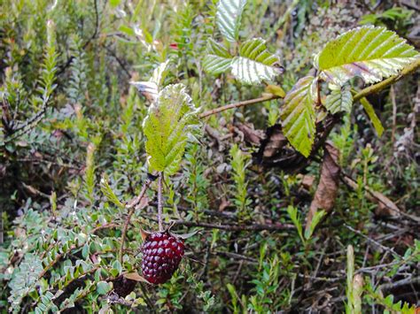 Tungurahua Flora Ecuventure