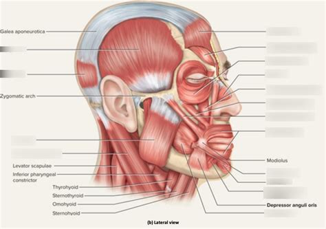 Muscles Of The Head And Neck Lateral Diagram Quizlet