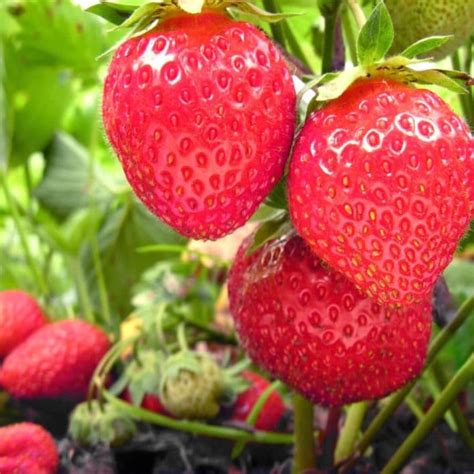 Strawberry Plant The Complete Guide Updated