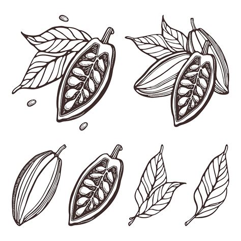 Cocoa Set Hand Drawn Vector Cacao Beans Leaves Doodle Outline