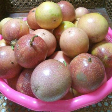 Jual Buah Markisa 1 KG Segar Langsung Petik Ada Selalu Indonesia