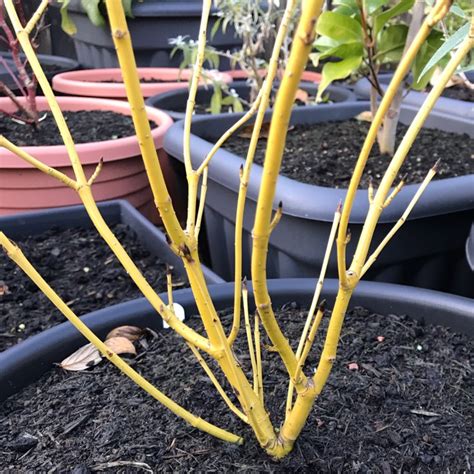 Cornus Sericea Flaviramea Syn Cornus Stolonifera Flaviramea