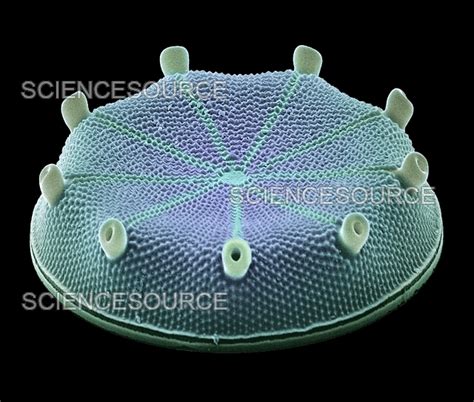 Photograph Diatom Alga SEM Science Source Images